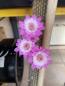 Preview: Cleistocactus horstii